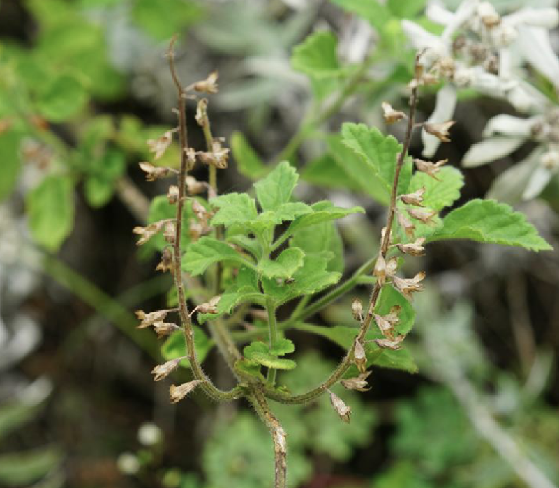 安龍香科科(植物) 安龍香科科(植物)