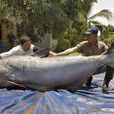 世界最大淡水魚