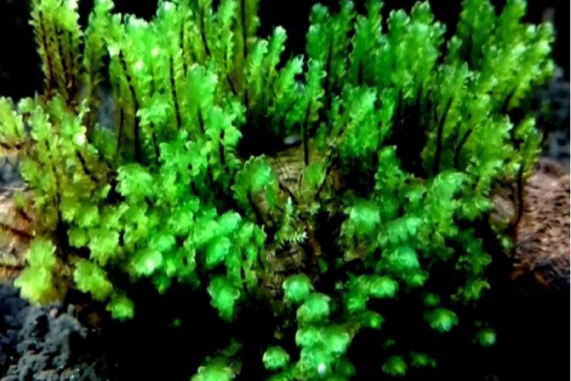 油蘚科 油蘚科