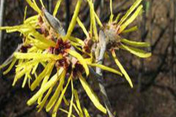 Hamamelis mollis \x27Princeton Gold\x27 Hamamelis mollis \x27Princeton Gold\x27