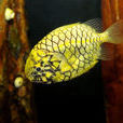 松球魚 松球魚