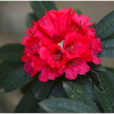 馬纓花(中藥材)