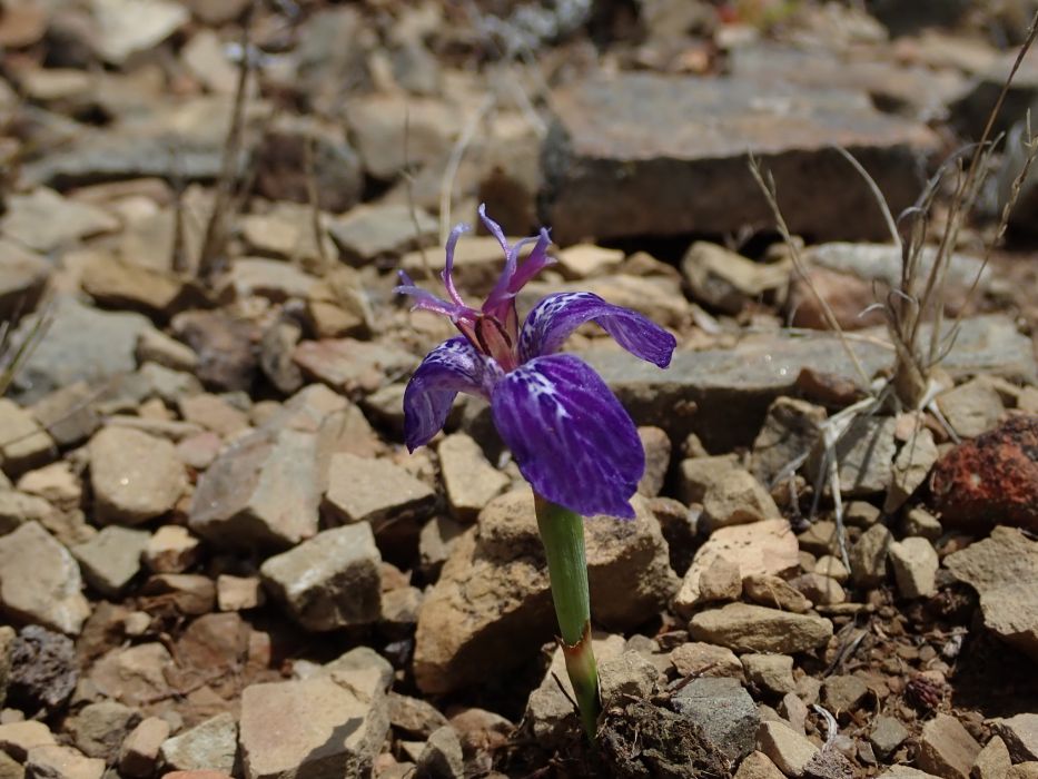 Mastigostyla cardenasii