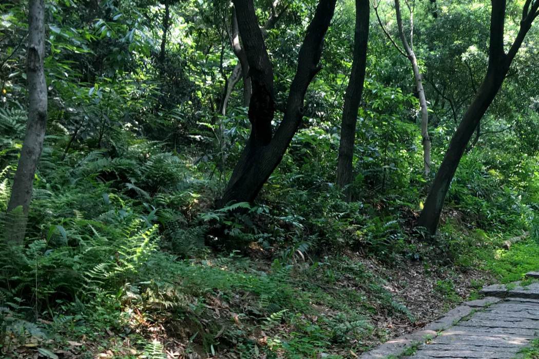 茅鄉古道 茅鄉古道