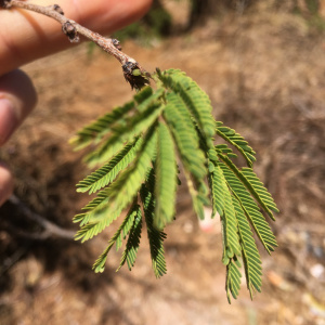Dichrostachys akataensis