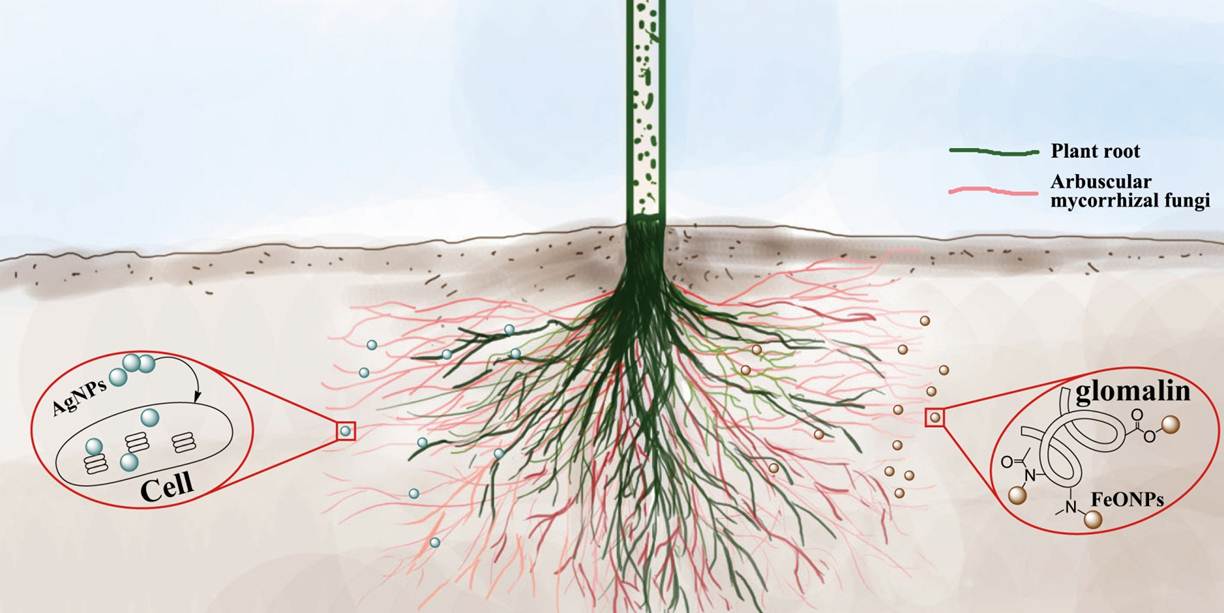 叢枝菌根(am（叢枝菌根(Arbuscularmycorrhizae)）)