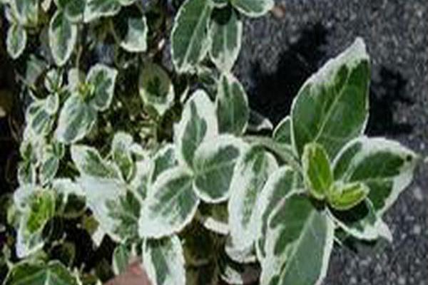 Euonymus fortunei \x27Emerald Gaiety\x27 Euonymus fortunei \x27Emerald Gaiety\x27