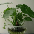 滴水觀音花