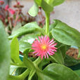 日中花(多年生常綠草本植物) 日中花(多年生常綠草本植物)