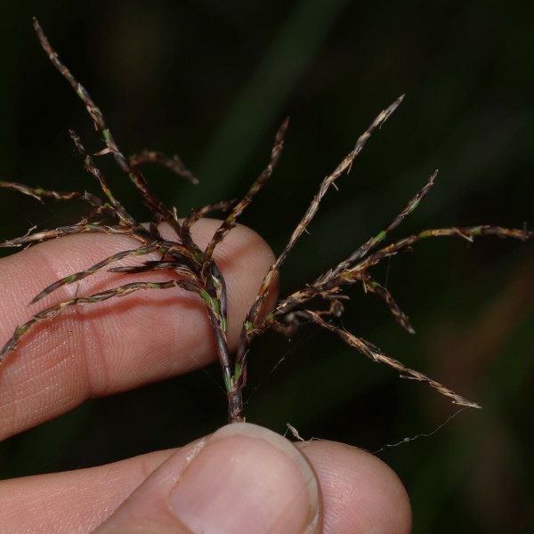 Lepidosperma clipeicola