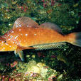 六線魚亞目 六線魚亞目