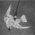 鸚鵡(杜甫詩作)