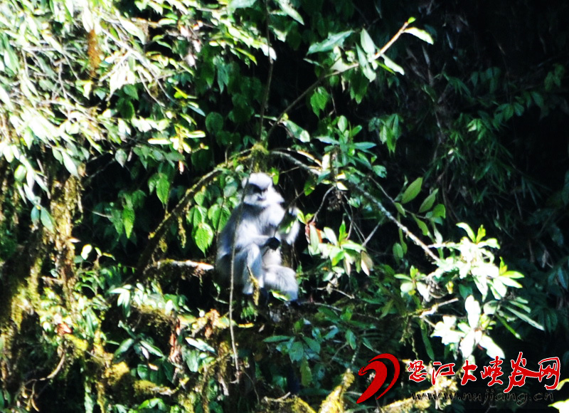 2013年2月16日獨龍江境內的一級保護動物戴帽葉猴