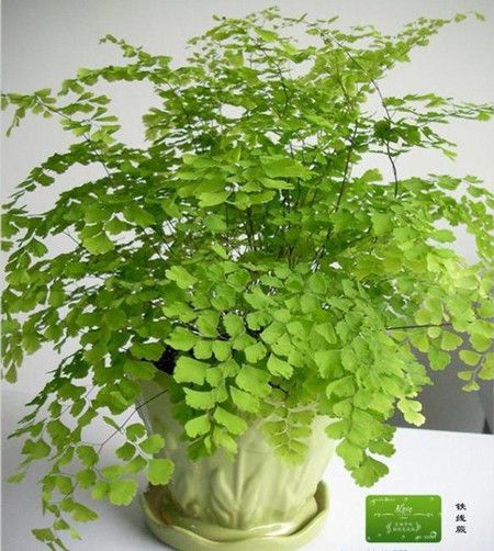 長葉柳葉蘚 長葉柳葉蘚