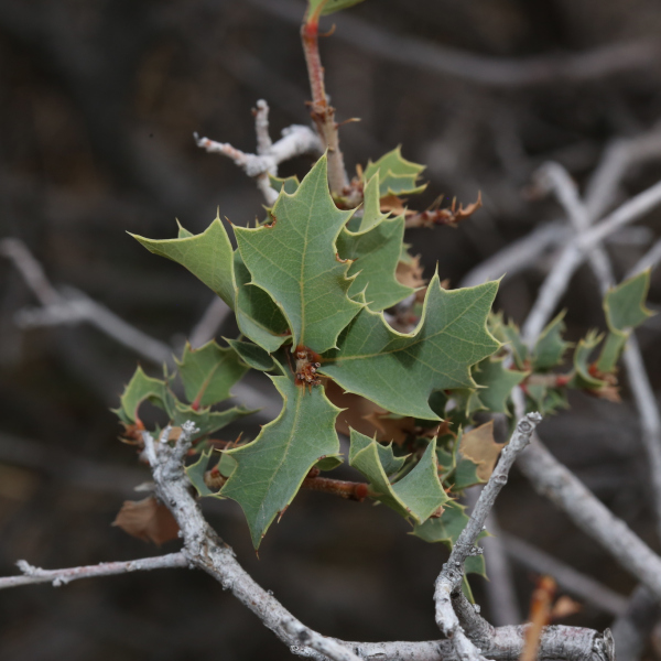 Quercus hinckleyi