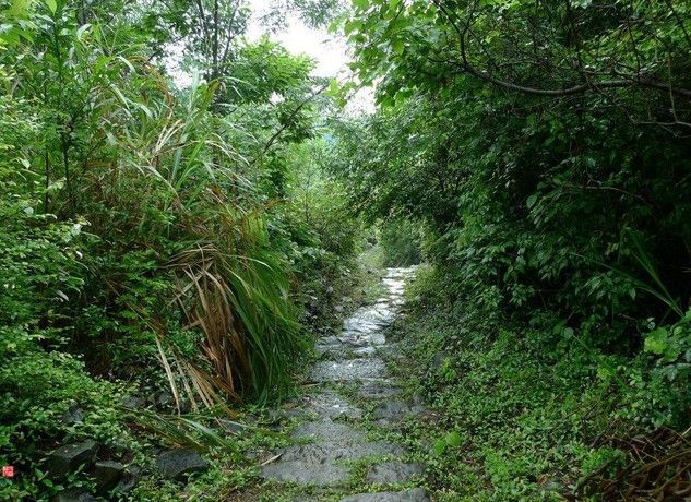 九節嶺古道 九節嶺古道