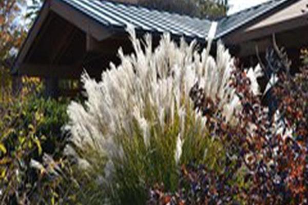 Miscanthus sinensis \x27Sarabande\x27