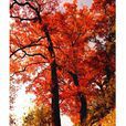 紅楓古道
