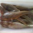 狗腿魚 狗腿魚