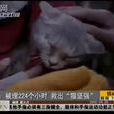 貓堅強(玉樹地震廢墟中被解救的貓) 貓堅強(玉樹地震廢墟中被解救的貓)