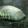 黃曼龍魚 黃曼龍魚