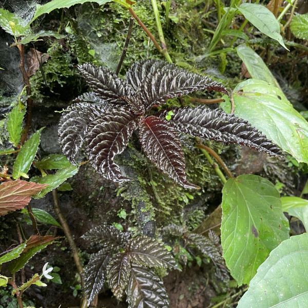 Gasteranthus atratus