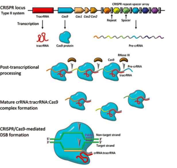 CRISPR/Cas 系統 CRISPR/Cas 系統