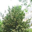早禾樹(忍冬科莢蒾屬植物) 早禾樹(忍冬科莢蒾屬植物)