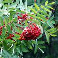 花楸(花楸) 花楸(花楸)