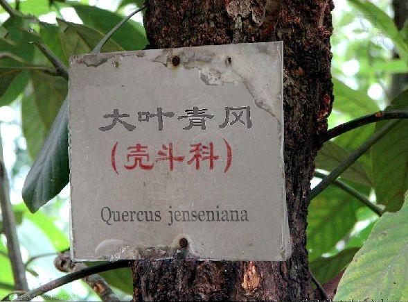 大葉青岡ES 大葉青岡ES