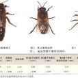 高加索蜂