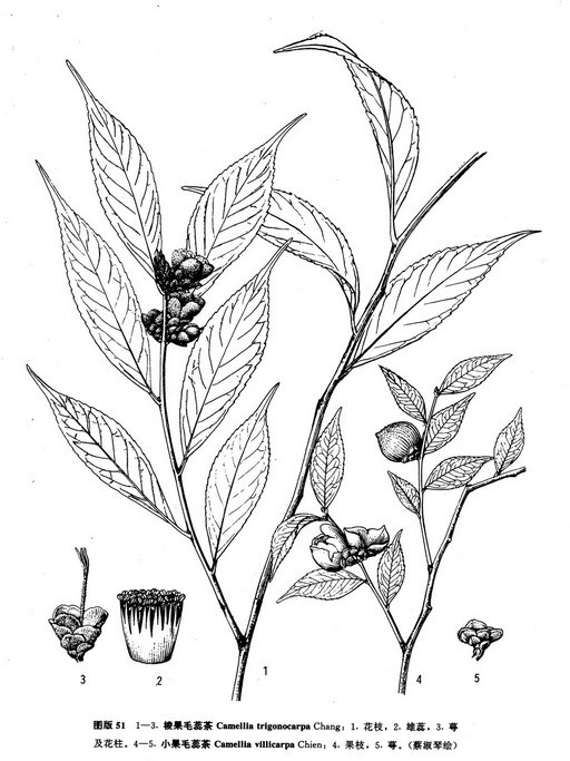 棱果毛蕊茶 棱果毛蕊茶
