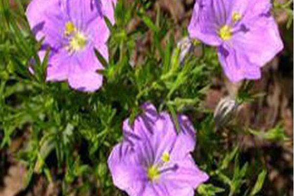 Nierembergia scoparia \x27Purple Robe\x27 Nierembergia scoparia \x27Purple Robe\x27