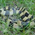 金環蛇Bungarusfasciatus 金環蛇Bungarusfasciatus