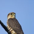 灰背隼(鳥綱動物)