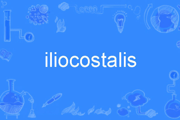 iliocostalis iliocostalis