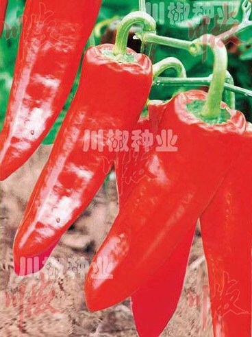 早紅四○ 早紅四○
