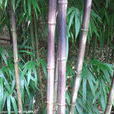 井岡山方竹