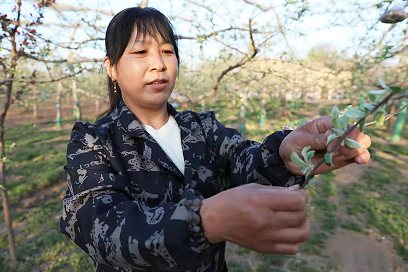 馮巧葉 馮巧葉