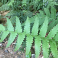 蹄蓋蕨 蹄蓋蕨