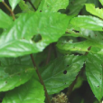 短齒樓梯草 短齒樓梯草