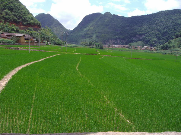 蚌谷鄉水稻種植