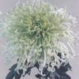 綠翠菊 綠翠菊