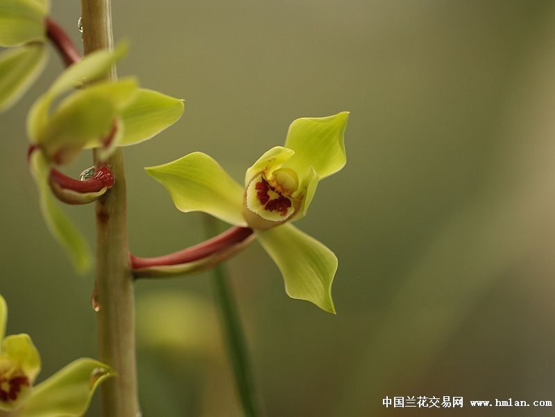 丁小荷 丁小荷