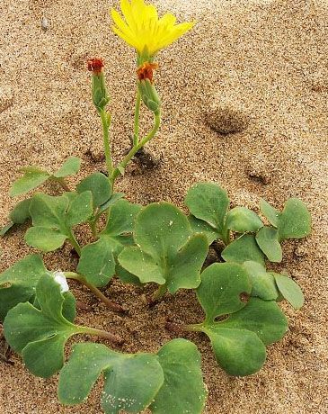 沙苦賣菜 沙苦賣菜