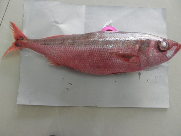 諧魚 諧魚