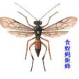 食蚜蠅姬蜂 食蚜蠅姬蜂