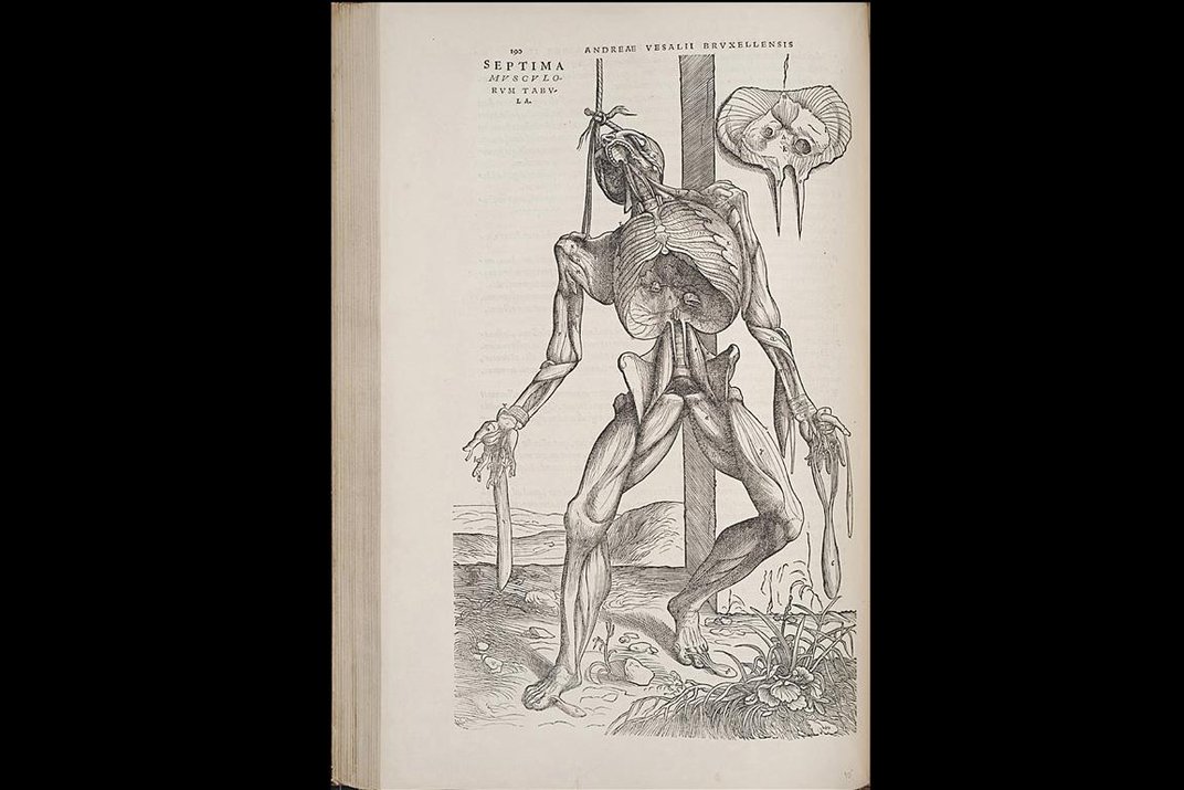 維薩里的《構造》一書中的解剖圖