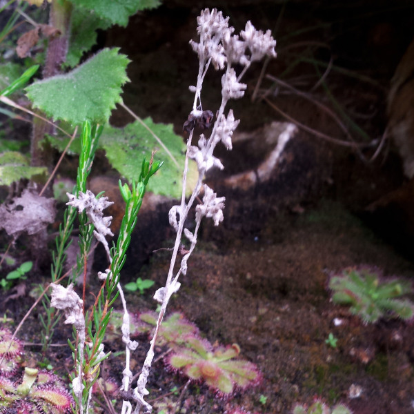 Troglophyton tenellum