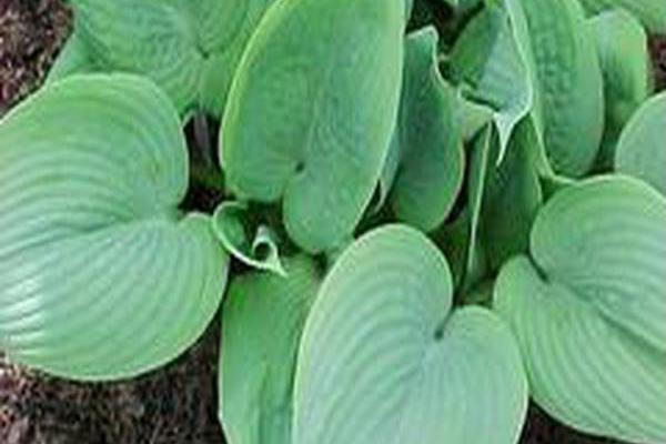 Hosta \x27Fragrant Blue\x27 Hosta \x27Fragrant Blue\x27
